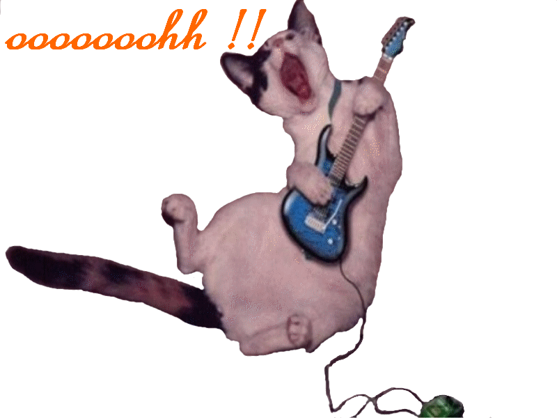 chat à la guitare