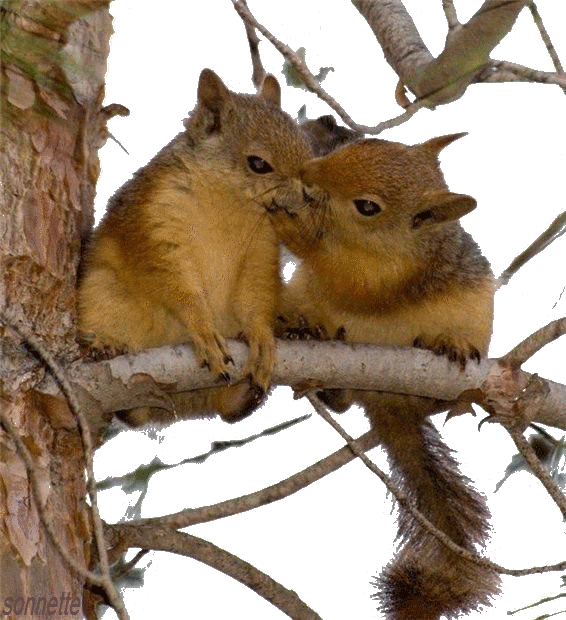 bisous écureuil
