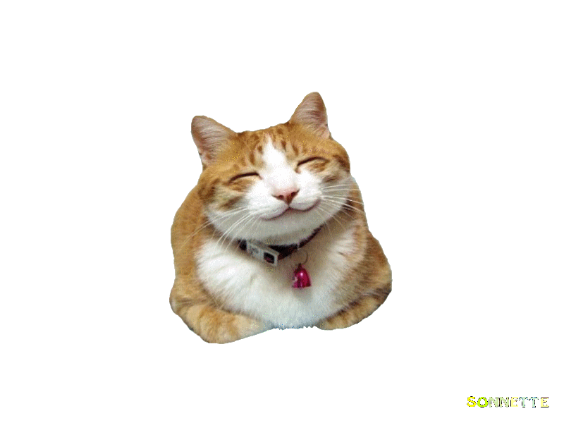 chat heureux