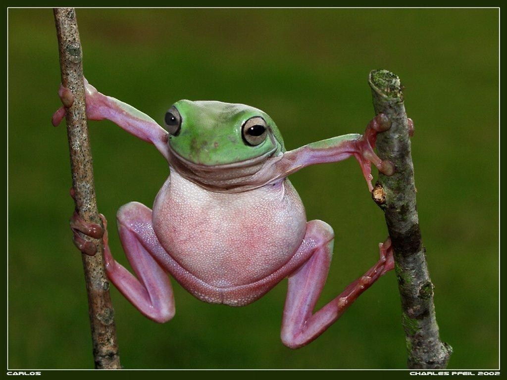 Grenouille